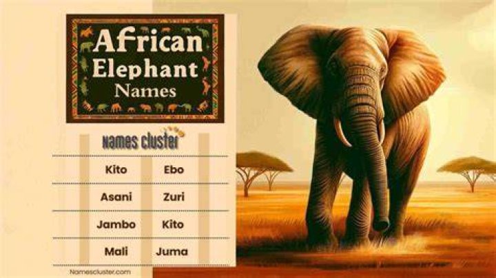 African Elephant Names