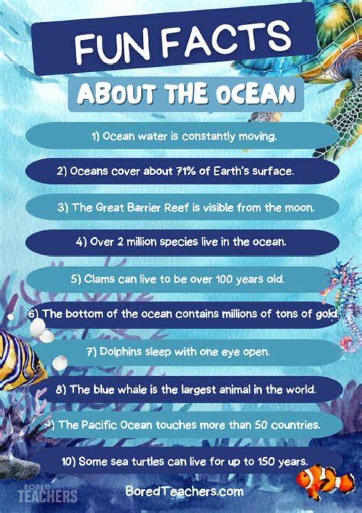Amazing Facts About Ocean Animals Dolphin Sleep