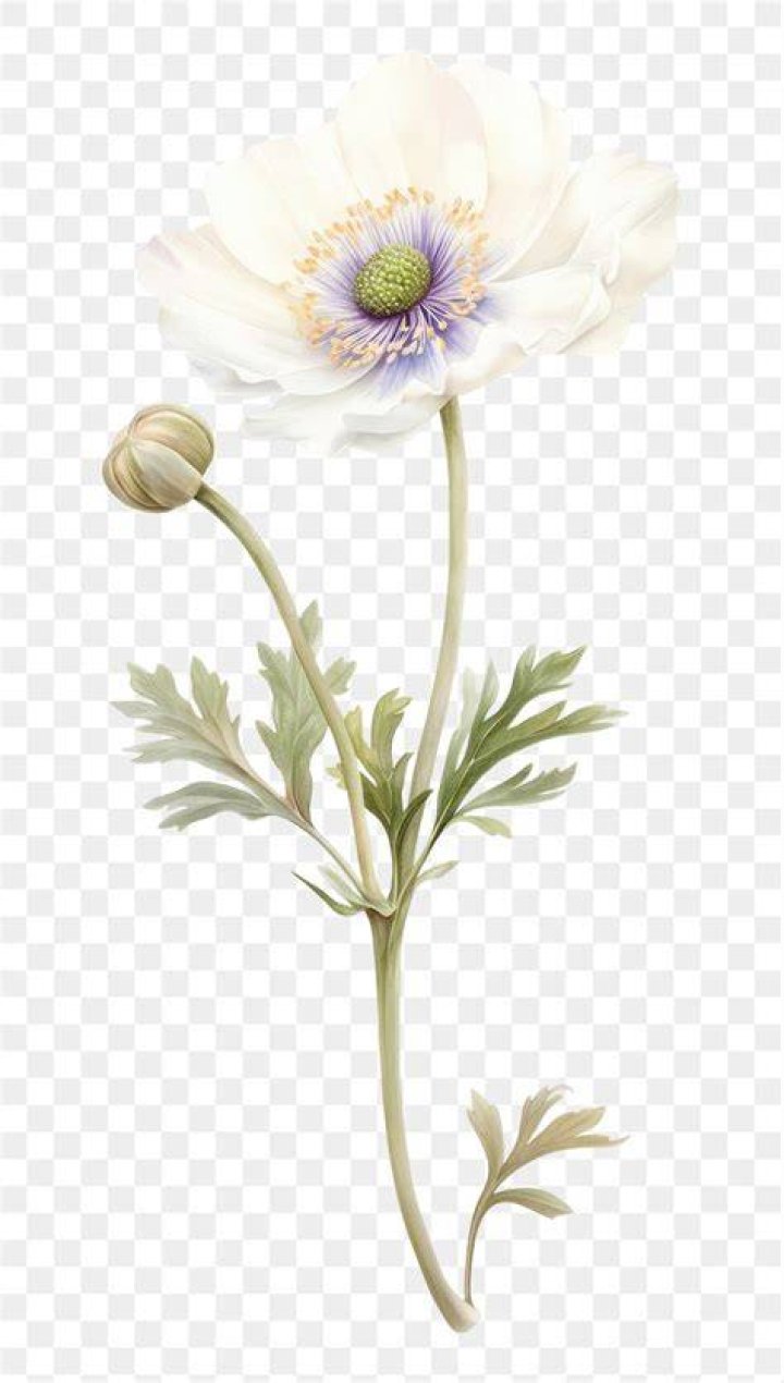 Ancient Anenome Illustration