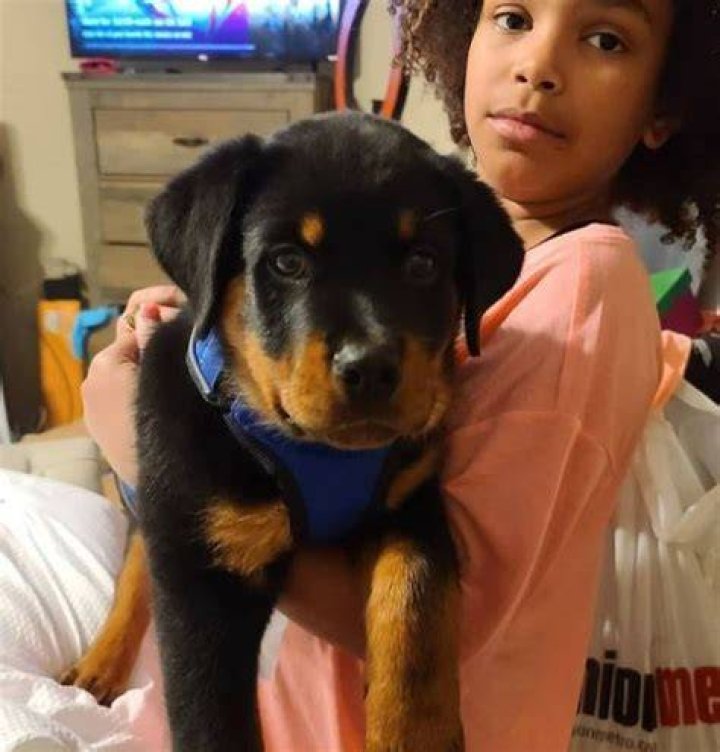 Angela Deem pet dog Takeshi