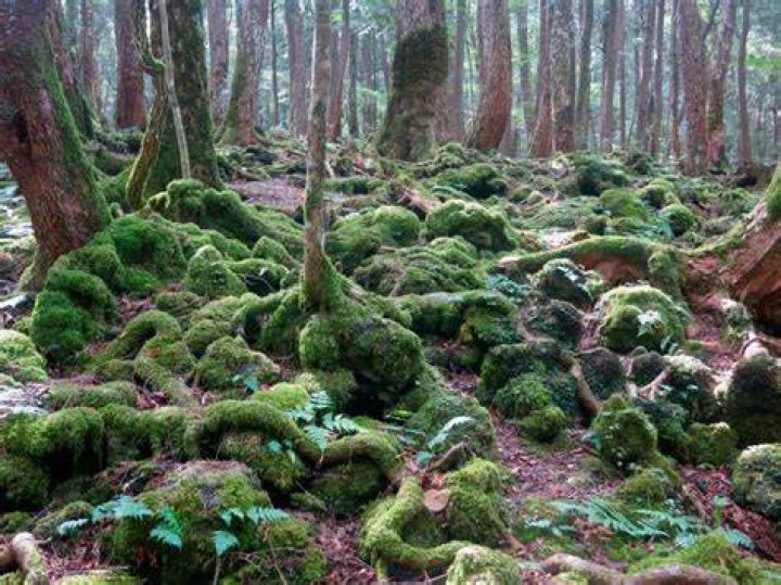 Aokigahara Forest