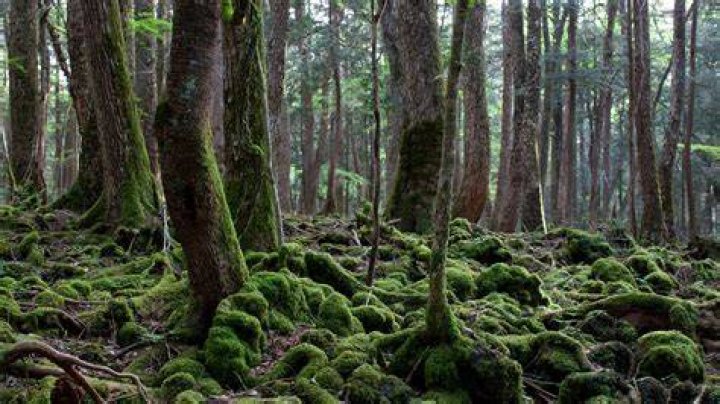 Aokigahara
