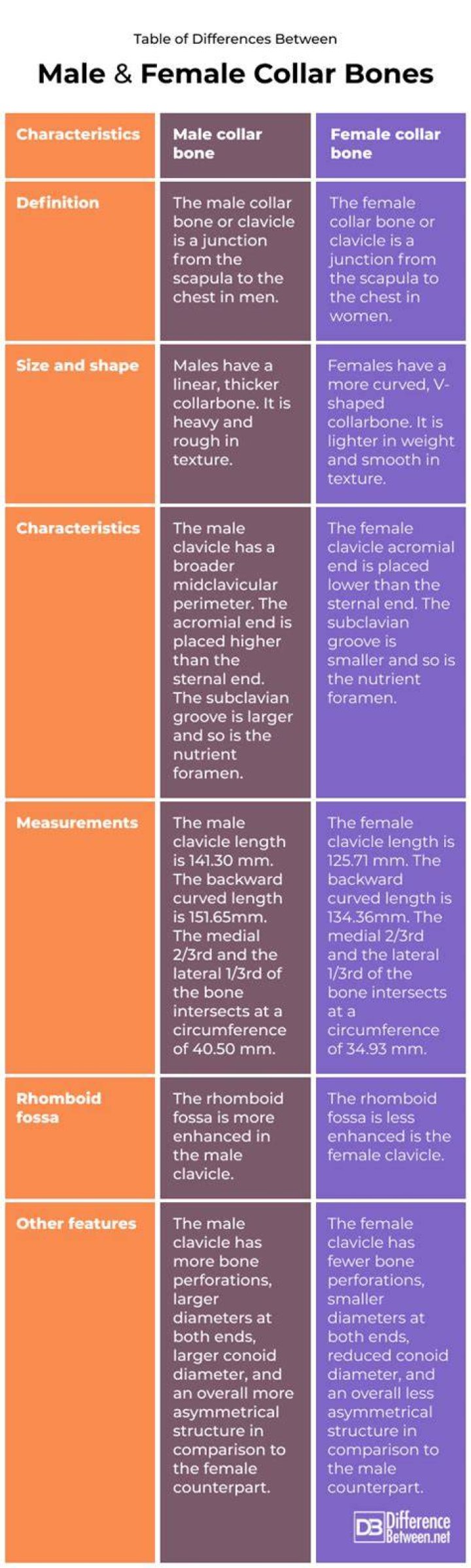 Are visible collarbones genetic