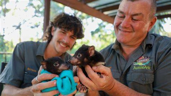 Aussie Ark Devils