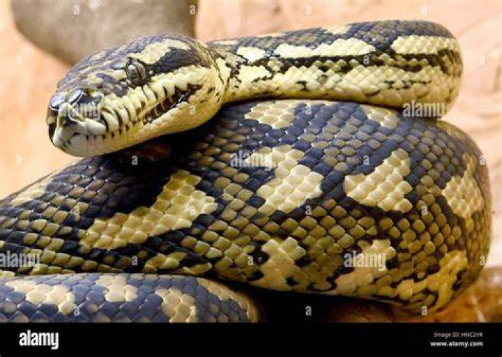 Australian Carpet Python