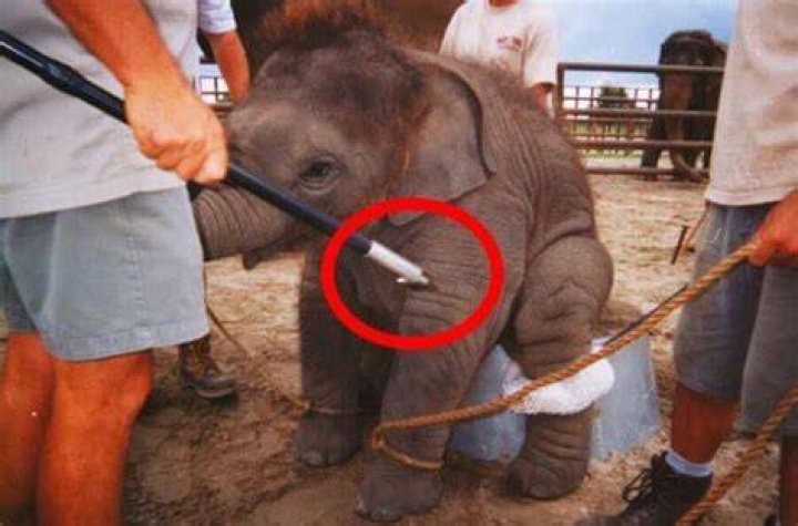 Baby Elephant Training With Bullhook