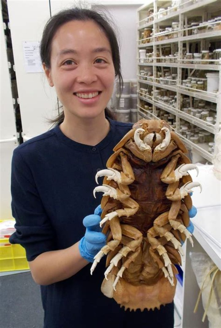 Bathynomus Giganteus
