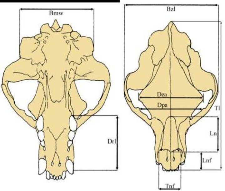Bear Skull With Measuring Tape