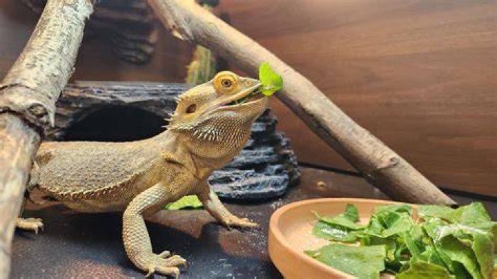 Bearded Dragon Eating
