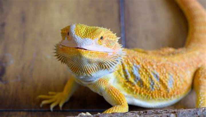 Bearded Dragons
