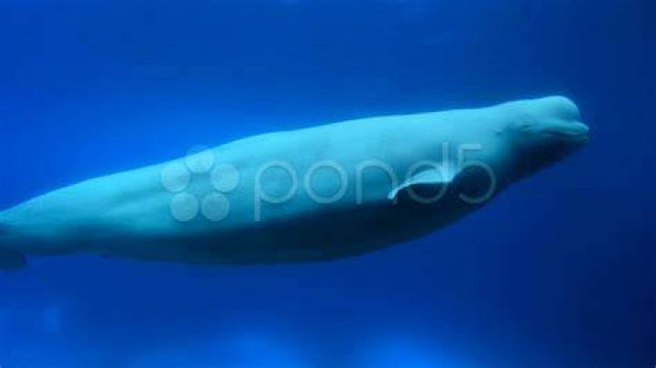 Beluga Whale Swim