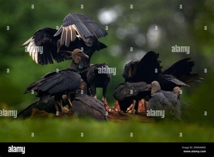 Black Vulture And Cow