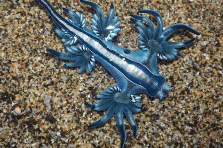 Blue Dragon Sea Slug