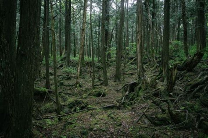Bones in Suicide Forest