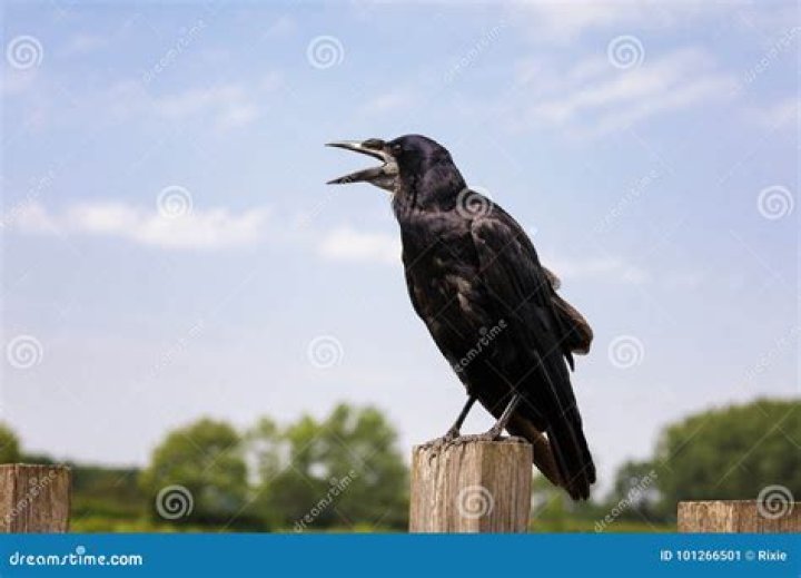 Carrion Crow Cawing