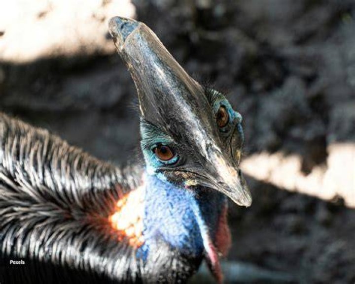 Cassowaries