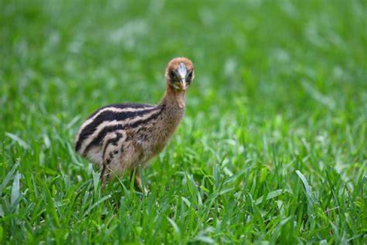 Cassowary Chick