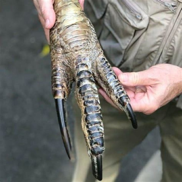 Cassowary Foot Talon