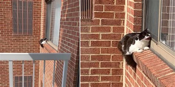 Cat On Ledge