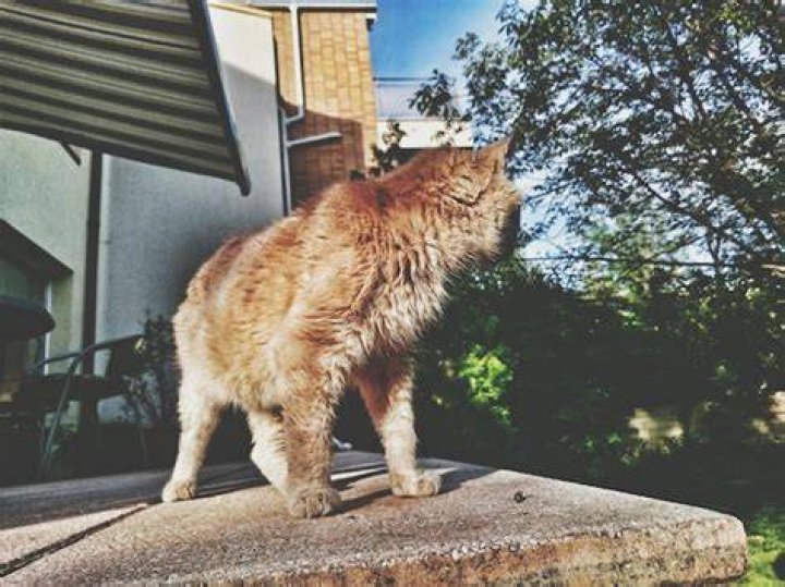 Cat Standing On Ledge