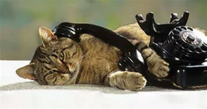Cat Turned Into Phone