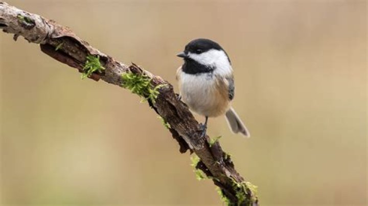 Chickadee