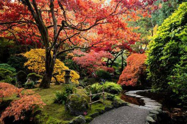Colorful Japanese Gardens