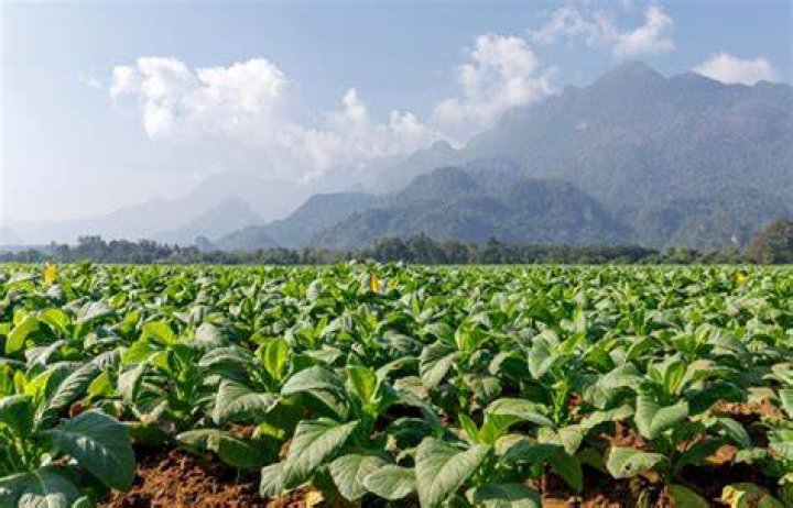 Cotzumalhuapa Tobacco