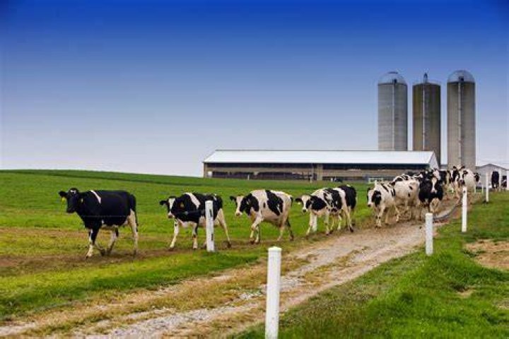 Cows On A Farm