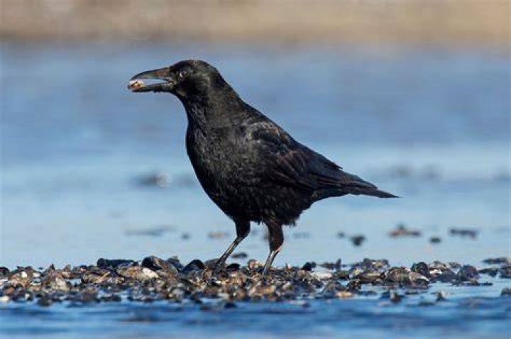 Crows Counting Study