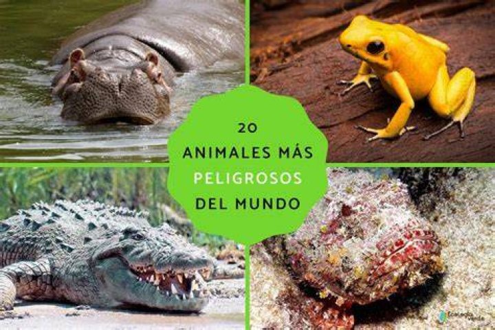 ¿Cuál es el animal más peligroso de Michigan? – Celebrity.fm