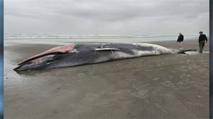 Dead Whale In Vietnam