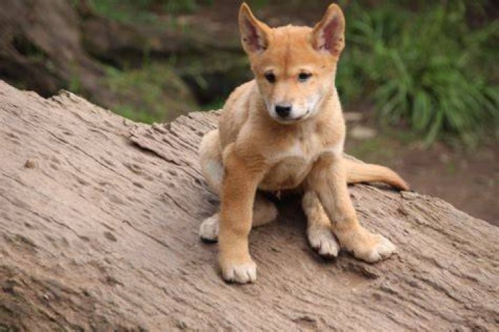 Dingoes In Australian