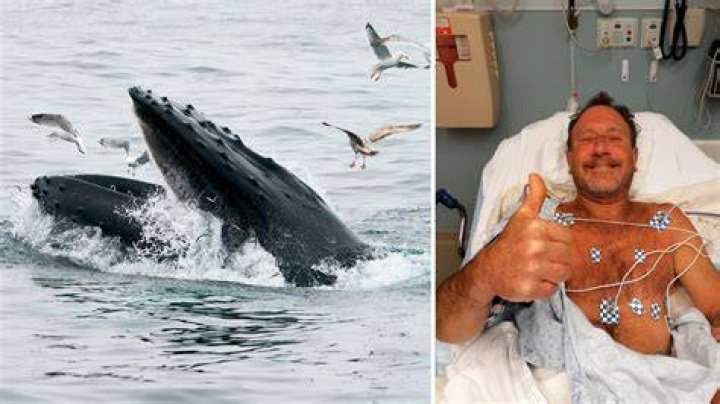 Diver Swallowed By Whale