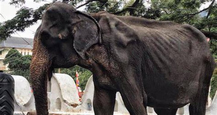 Emaciated Elephant