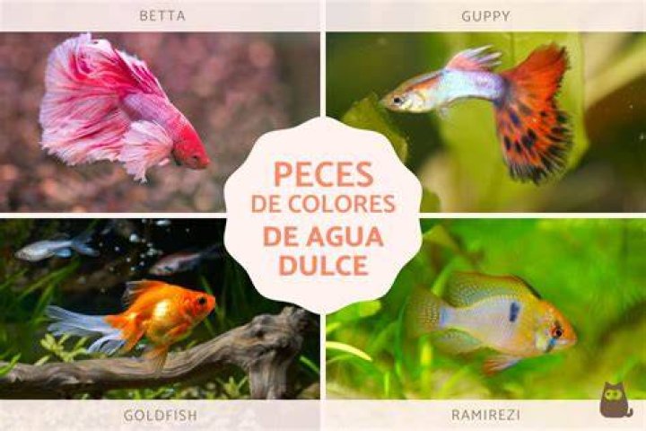 ¿Es cruel tener peces de colores? – Celebrity.fm