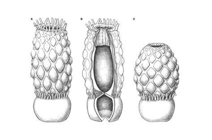 Essexella
