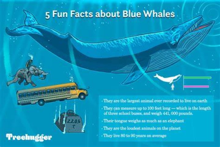 Facts About Blue Whales