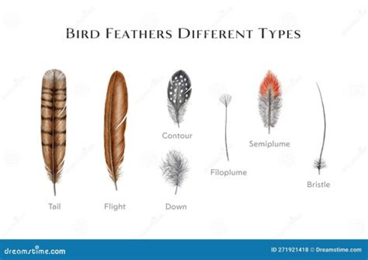 Feathers