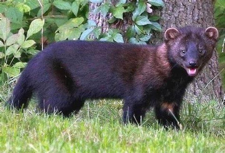 Fisher Animal