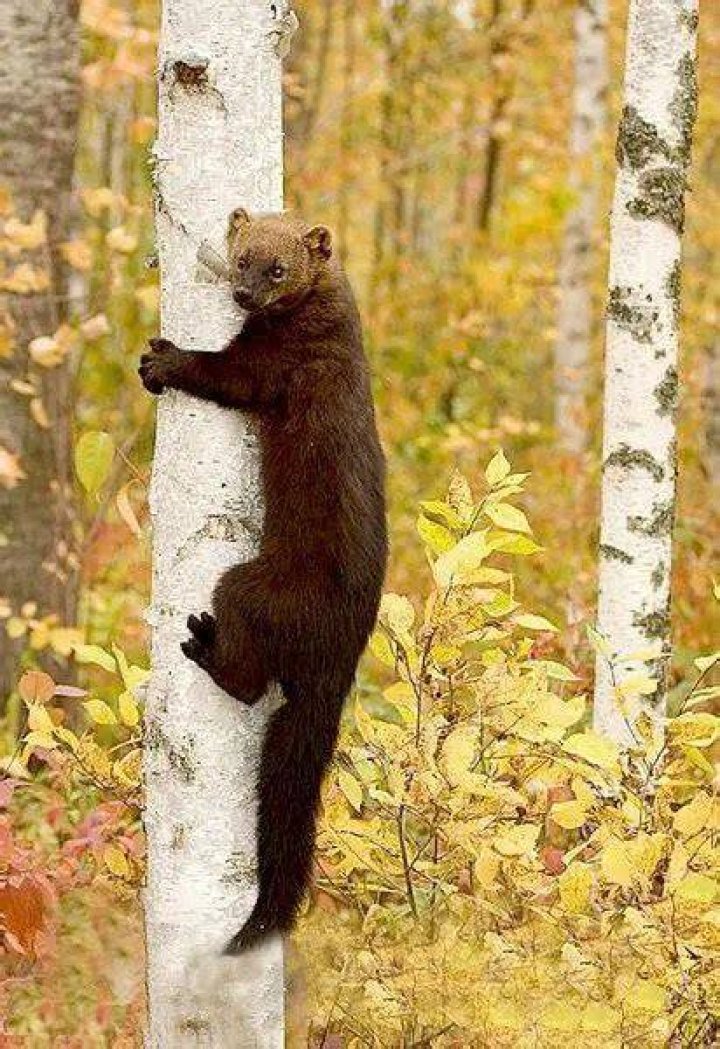 Fisher Cat