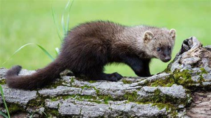 Fisher In Canada