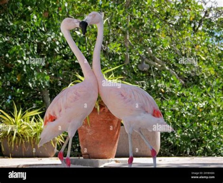 Flamingo Couple