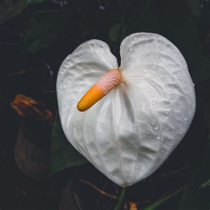 Flamingo Flowers