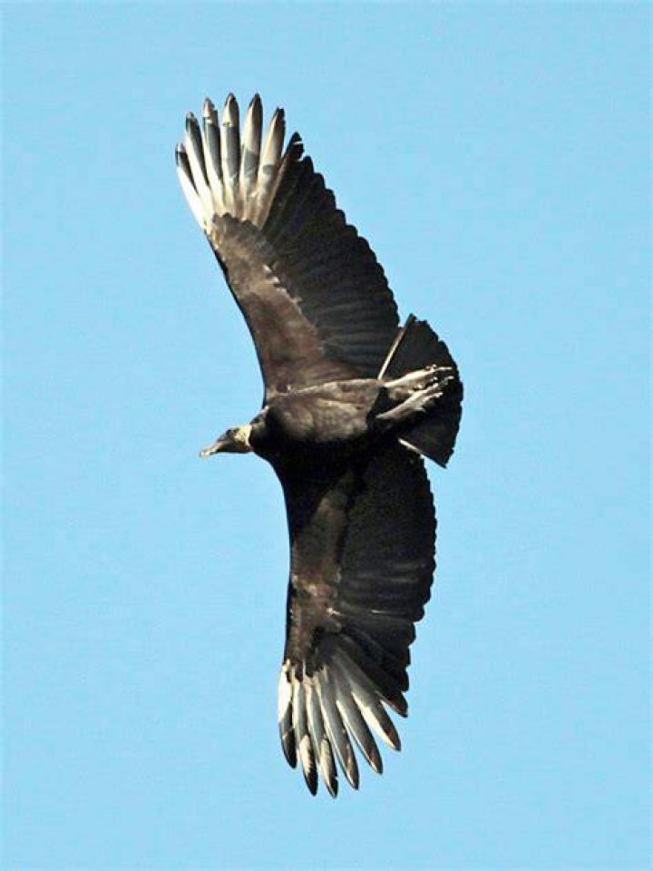 Flying Black Vulture