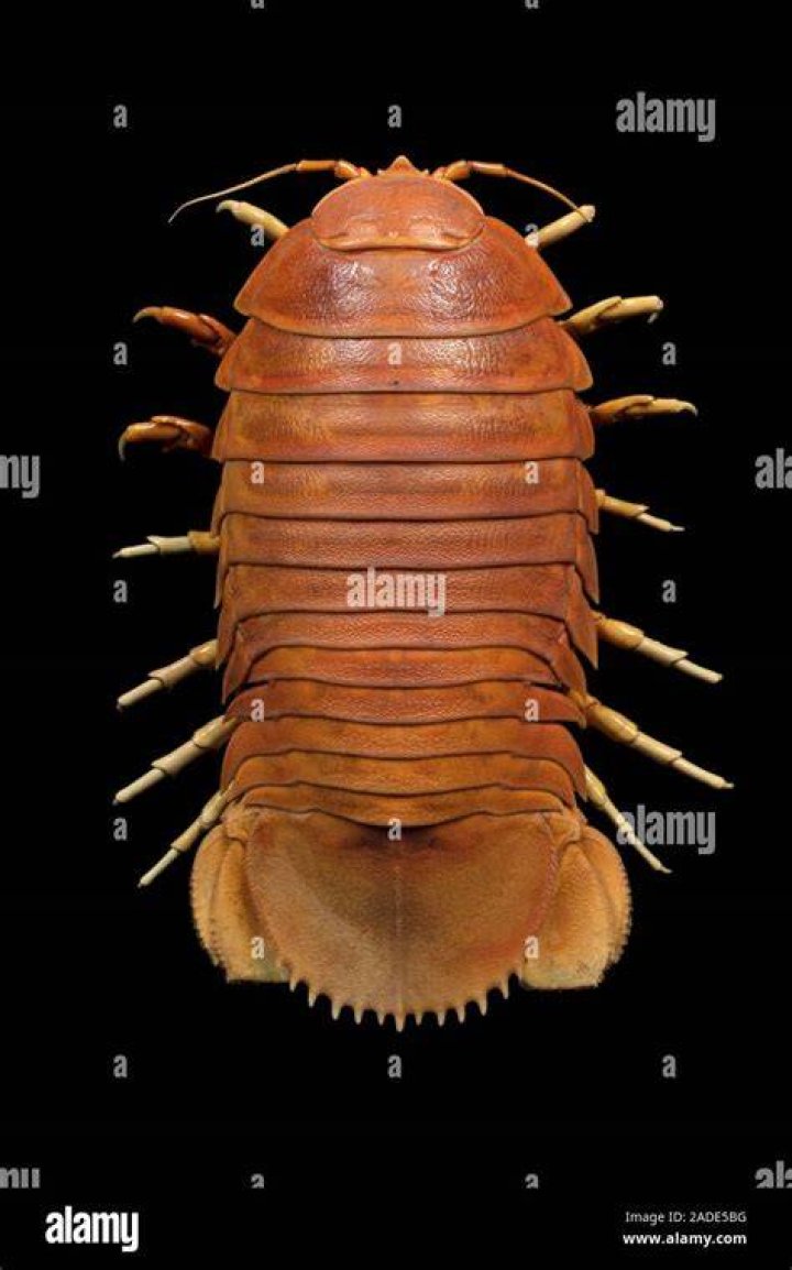 Giant Isopod