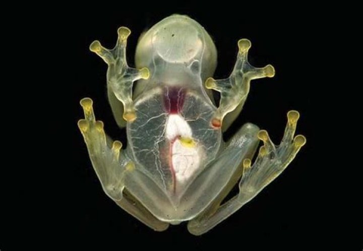 Glass Frog Heart