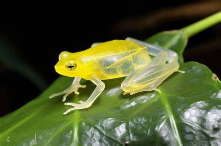 Glass Frog On A Leaf