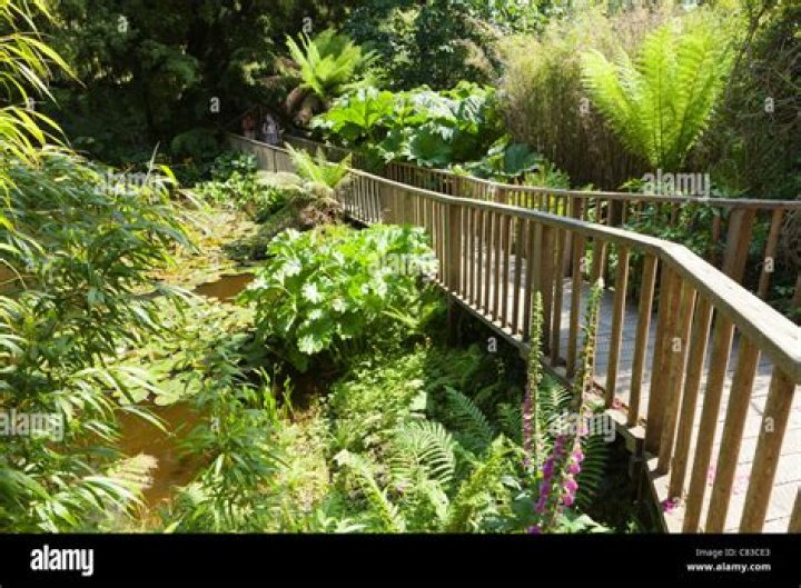 Heligan Jungle
