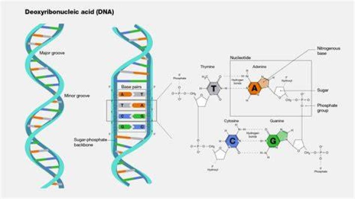 How Dna Works